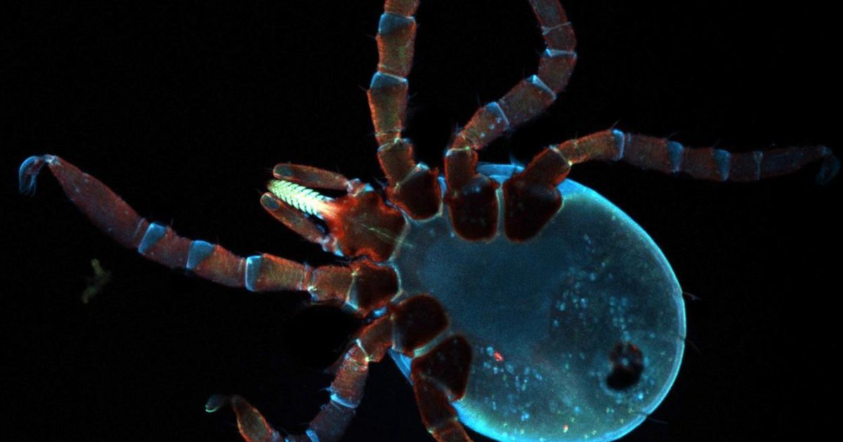 Discovery of Cross-Species Signaling Pathway… | Division of Research